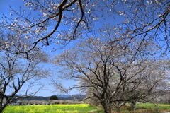 桜の咲く頃 - ①