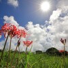 山際の彼岸花 - ①