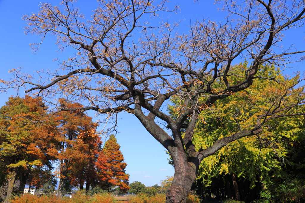 ルピナスパークの木々