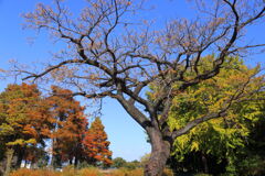 ルピナスパークの木々