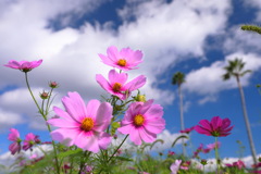 秋桜 (国道220号線)  - ②