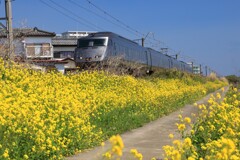 菜の花の風景 (宮崎) - ③