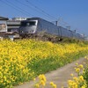 菜の花の風景 (宮崎) - ③