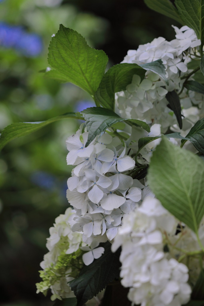 白の紫陽花 - ①