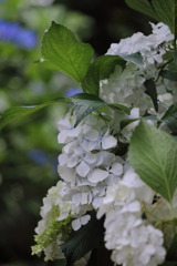 白の紫陽花 - ①