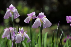 花菖蒲  - ③