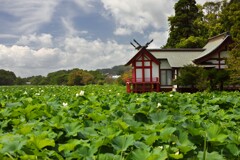 水沼神社 (湖水が池) - ①