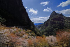 山間の桜 (鹿川) - ②
