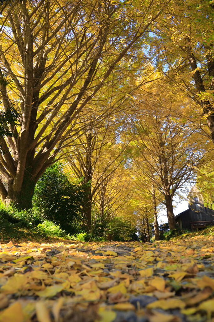 銀杏の小径 - ②