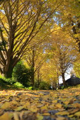 銀杏の小径 - ②