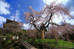 枝垂れ桜 (浄専寺) - ②