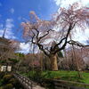 枝垂れ桜 (浄専寺) - ②