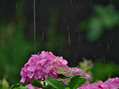 梅雨 - ③