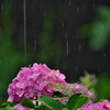 梅雨 - ③