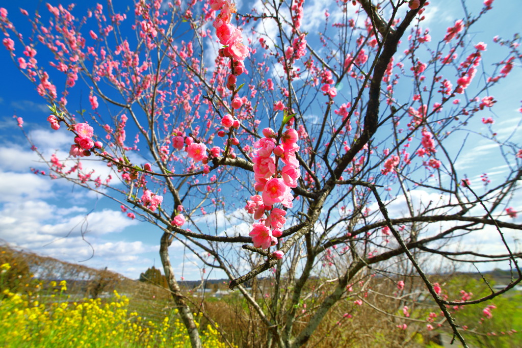 桃の花 - ②