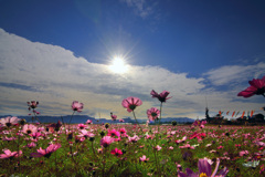 220号線沿いの秋桜 - ①