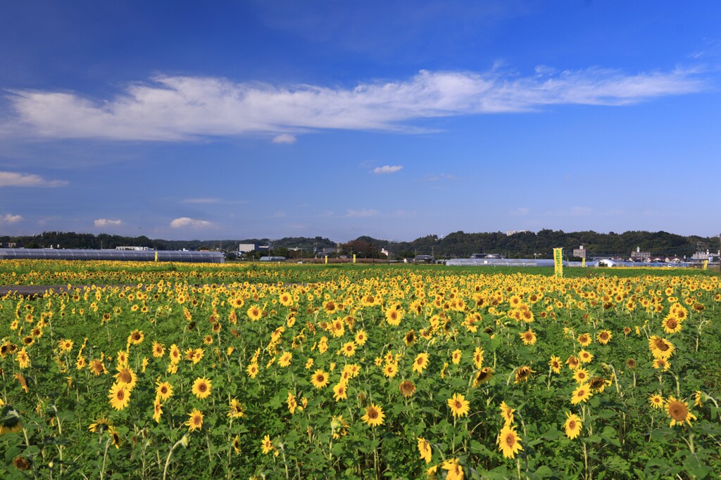 秋の向日葵 - ①