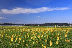 秋の向日葵 - ①