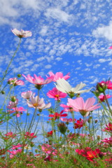 秋桜 (秋の雲)