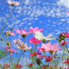 秋桜 (秋の雲)