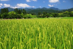 稲穂 (旭村地区)  - ②