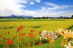 (霧島春夏秋冬) 彼岸花