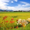 (霧島春夏秋冬) 彼岸花