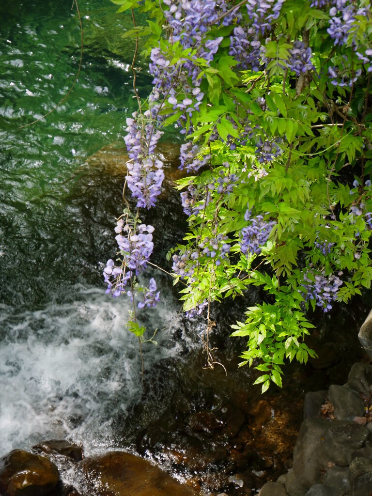 山で見た藤の花 - ①
