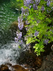 山で見た藤の花 - ①