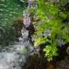 山で見た藤の花 - ①