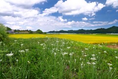 ニラハナ (上倉永地区)