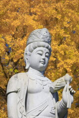 興聖寺の像と銀杏 - ①