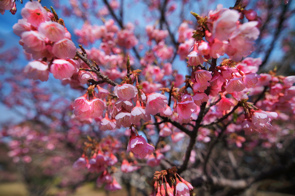 寒緋桜 (子供の国) - ①