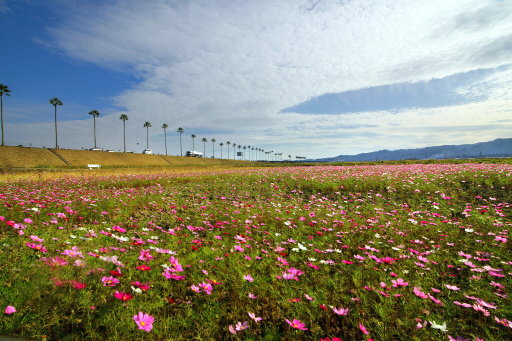 220号線沿いの秋桜 - ②