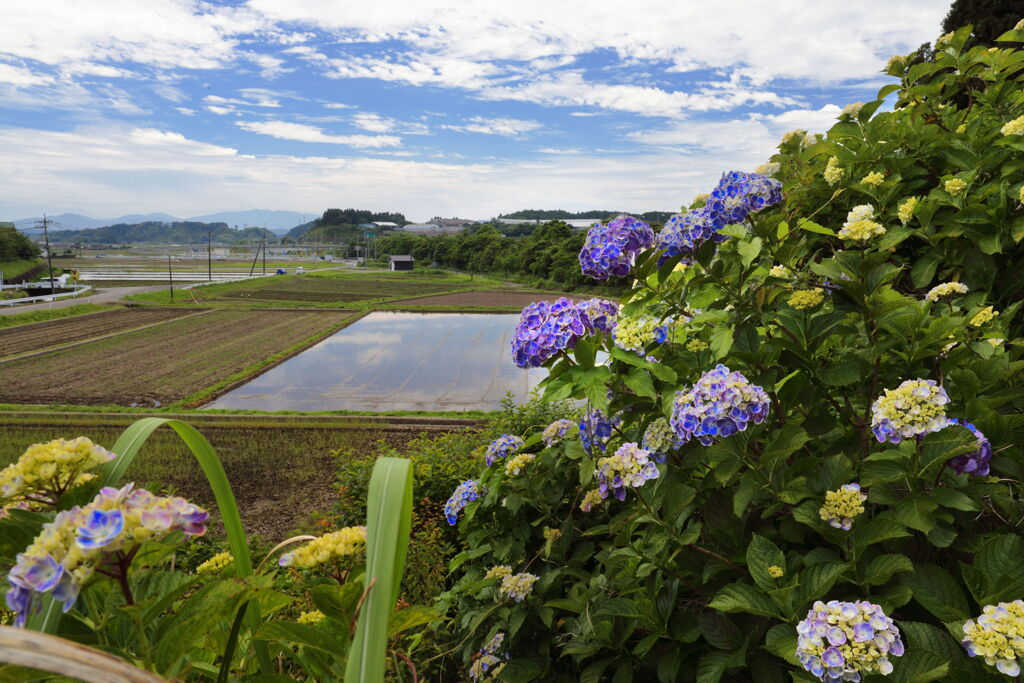 農村で見た紫陽花 (国富町) - ①