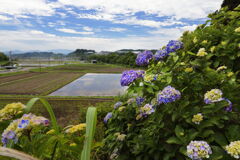 農村で見た紫陽花 (国富町) - ①