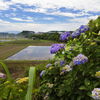 農村で見た紫陽花 (国富町) - ①