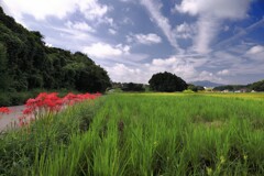 路傍の彼岸花