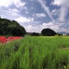 路傍の彼岸花
