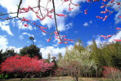 桃咲く民家 - ⑥