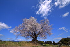 山里の一本桜 - ②