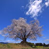 山里の一本桜 - ②