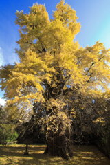 大銀杏 (去川地区) - ③