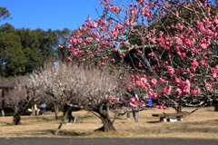 市民の森 (梅) - ③