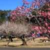 市民の森 (梅) - ③