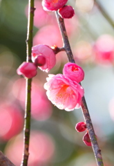 紅梅