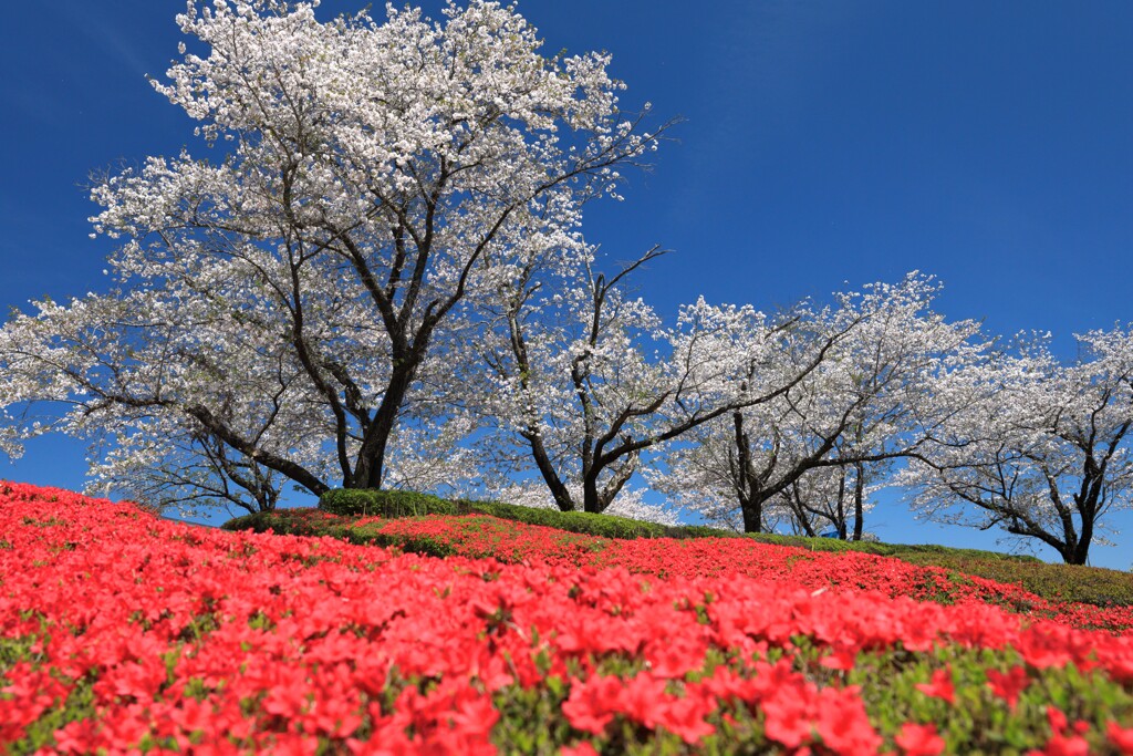 満開の桜 (天が城) - ③
