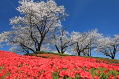満開の桜 (天が城) - ③