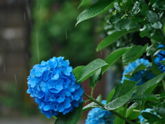 梅雨 - ④