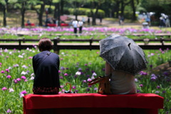 花見客